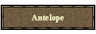 Antelope